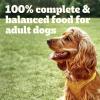 imagePedigree Chopped Ground Dinner Adult Soft Wet Dog Food Bacon and Filet Mignon Flavor 35 oz Pouches 16 Count Pack of 1