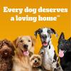 imagePedigree Drizzlers Wet Dog Savory Sauce Natural Turkey Flavor 60g DualServing Pouch 22 Count 48 Servings Total