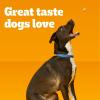 imagePedigree Dry Dog Treats MarroBone Real Beef Flavor 6 lb Bag Pack of 1Beef